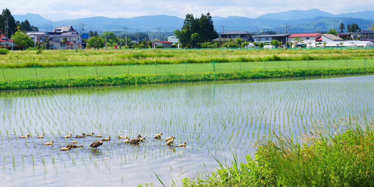 お米